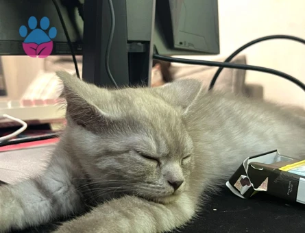 patlamaya yakın bomba