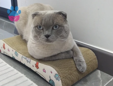 Blue point oğlumuza eş arıyoruz