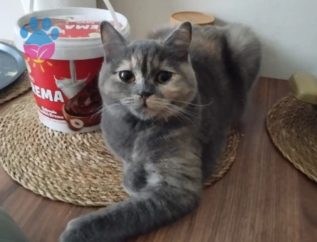 12 aylık british short air dişi kedimize eş arıyoruz