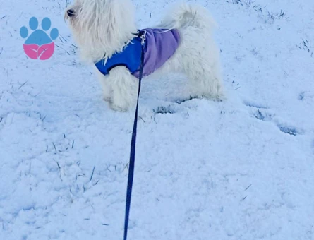 Maltese oğlumuza Eş adayı arıyoruz...