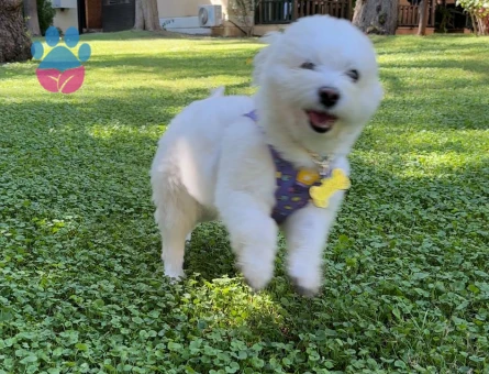 Maltese oğlumuza Eş adayı arıyoruz...