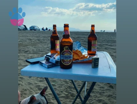 İzmir torbalı dişi french Bulldoguma erkek arıyorum