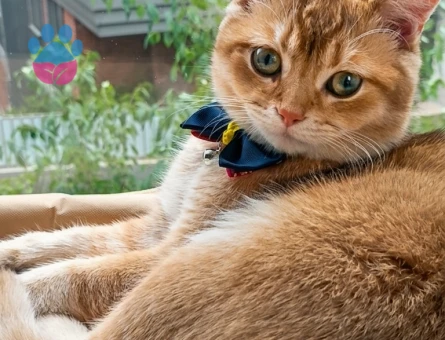 British shorthair 1 Yaşında Eş Arıyor