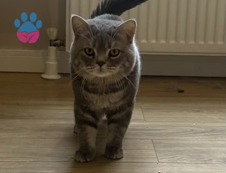 Acillll kısırlaştırılmamış kızgınlıkta erkek British shorthair - 118984583
