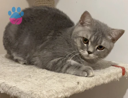 Acillll kısırlaştırılmamış kızgınlıkta erkek British shorthair