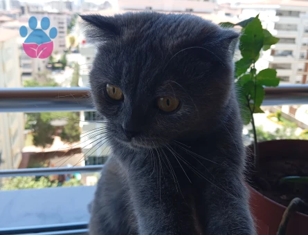 Scottish Fold Dişi Kedim Eş Arıyor - 118984584