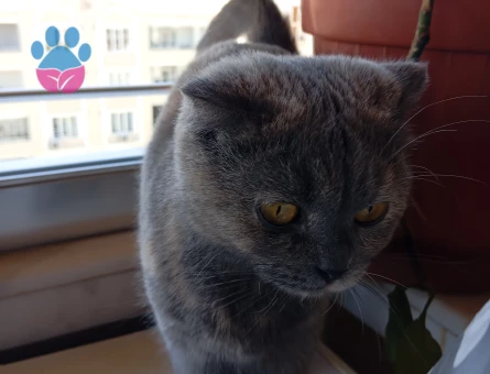 Scottish Fold Dişi Kedim Eş Arıyor