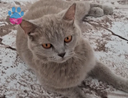 DİŞİ BRİTİSH SHORTHAİR KEDİME EŞ ARIYORUZ - 118984585