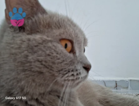 DİŞİ BRİTİSH SHORTHAİR KEDİME EŞ ARIYORUZ