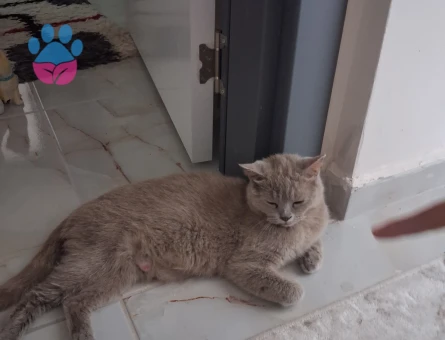 DİŞİ BRİTİSH SHORTHAİR KEDİME EŞ ARIYORUZ