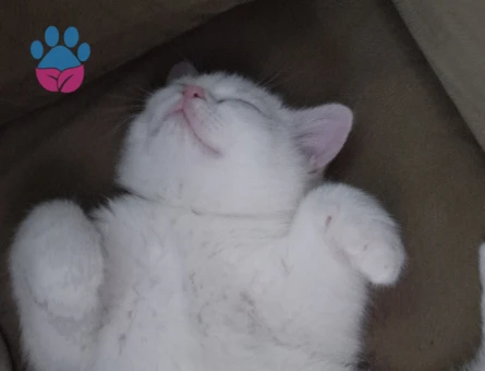 British Shorthair Yakışıklı Leo Eş Arıyor - 118984586