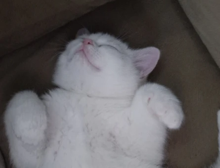 British Shorthair Yakışıklı Leo Eş Arıyor - 118984586