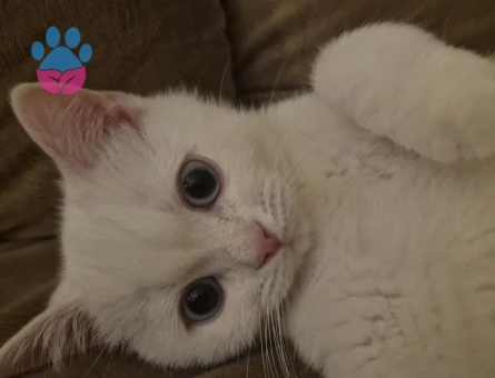 British Shorthair Yakışıklı Leo Eş Arıyor