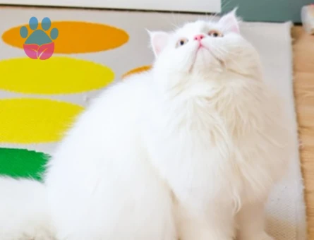 British Longhair eş arıyoruz - 118984588