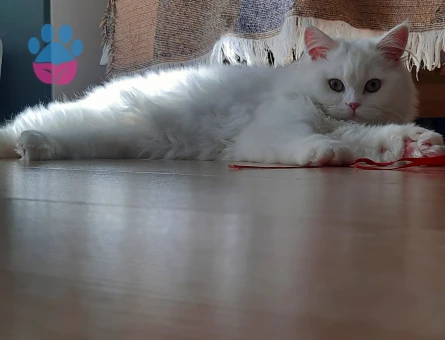 British Longhair eş arıyoruz