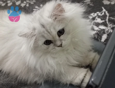 British Shorthar kızımıza eş arıyoruz - 118984590