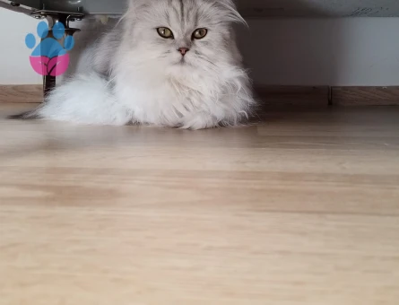 British Shorthar kızımıza eş arıyoruz
