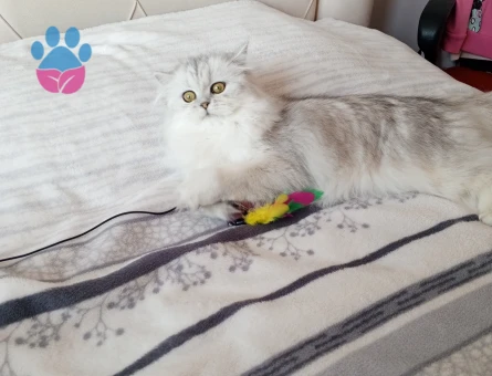 British Shorthar kızımıza eş arıyoruz