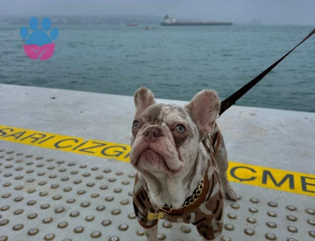French Bulldog Yakışıklı Oğlum Eş Arıyor - 118984591