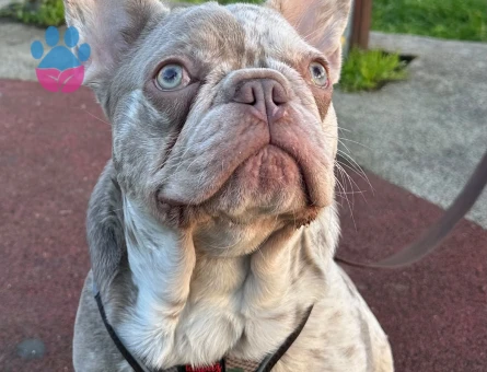French Bulldog Yakışıklı Oğlum Eş Arıyor