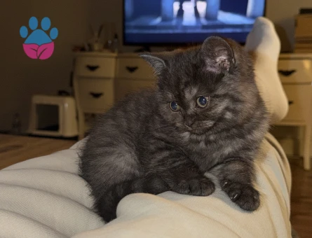 British Shorthair 1 Yaşında Eş Arıyor - 118984592