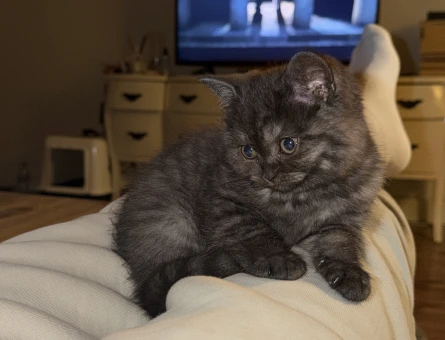 British Shorthair 1 Yaşında Eş Arıyor - 118984592