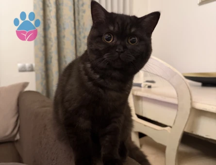 British Shorthair 1 Yaşında Eş Arıyor