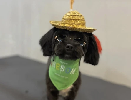 Sherlock Maltipoo Köpeğim Eş Arıyor - 118984593