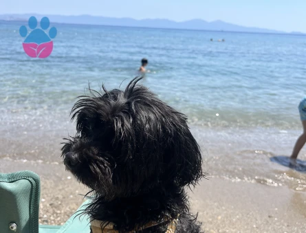 Sherlock Maltipoo Köpeğim Eş Arıyor