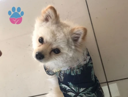 Poomeranian Boo Köpeğime Eş Arıyorum