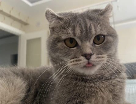 Scottish Fold 10 Aylık Eş Arıyor - 118971101