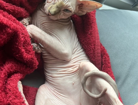 (Mr. Dobby)Sfenks Erkek Kedime Es Ariyorum - 118971108