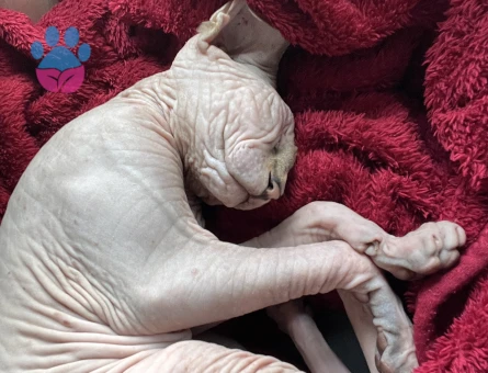 (Mr. Dobby)Sfenks Erkek Kedime Es Ariyorum