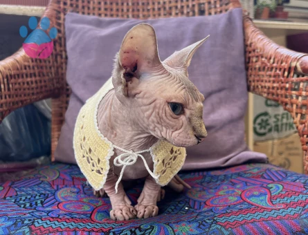 (Mr. Dobby)Sfenks Erkek Kedime Es Ariyorum