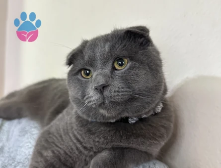 Sccotish Fold Oğluma Dişi Arıyorum