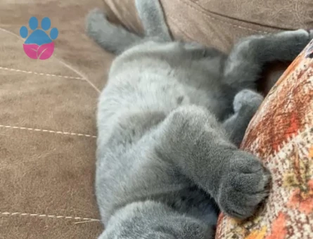 Scottish Fold Oğluma Eş Arıyorum