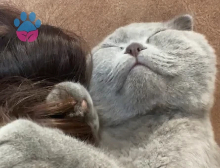 Scottish Fold Oğluma Eş Arıyorum