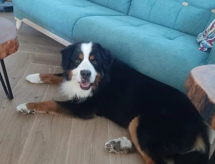 3.5 yaşında erkek bernese için dişi arıyoruz - 118979258
