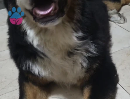 3.5 yaşında erkek bernese için dişi arıyoruz