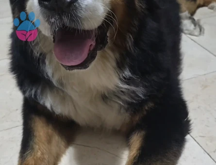 3.5 yaşında erkek bernese için dişi arıyoruz