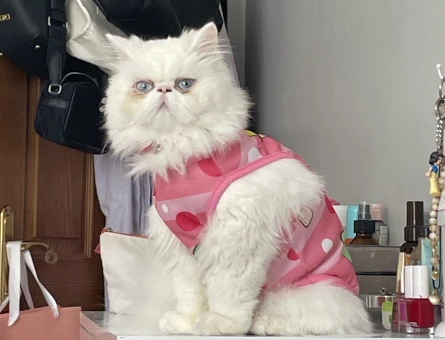 Chinchilla dişi - 118979262
