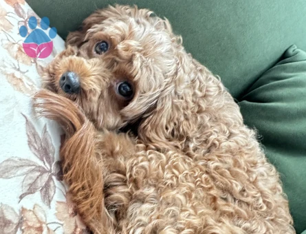 kore kanı(safkan) toy poodle eş