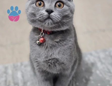 Scottish fold kendimize eş ariyoruz dişi