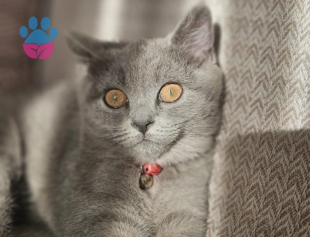 Scottish fold kendimize eş ariyoruz dişi