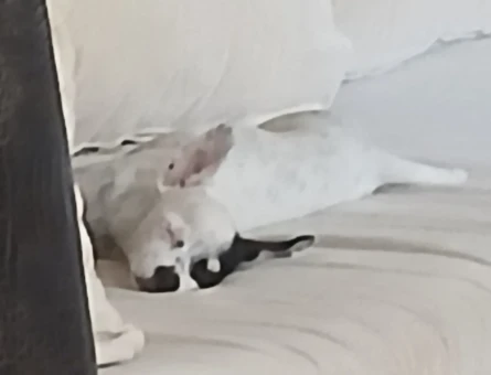 Chihuaha Köpeğime Eş Arıyorum - 118984877