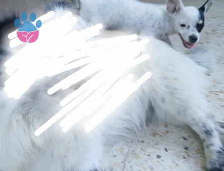 Chihuaha Köpeğime Eş Arıyorum - Görsel 3