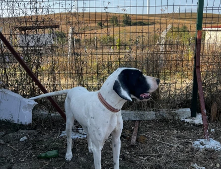 Pointer dişi av köpeğime eş arıyorum - 118984878