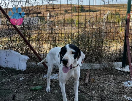 Pointer dişi av köpeğime eş arıyorum - Görsel 3