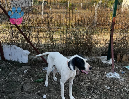 Pointer dişi av köpeğime eş arıyorum - Görsel 4