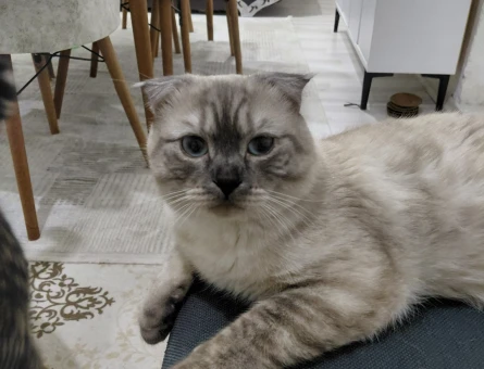 Scottish Fold Oğlumuza Eş Arıyoruz - 118984880